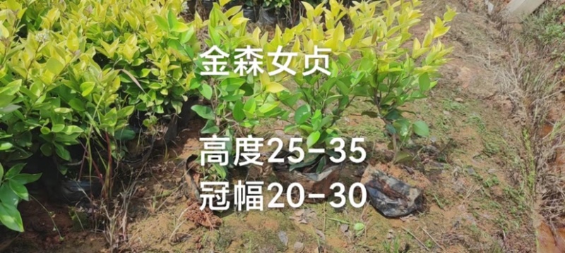 红叶石楠，春娟，龟甲冬青，法国冬青，满天星