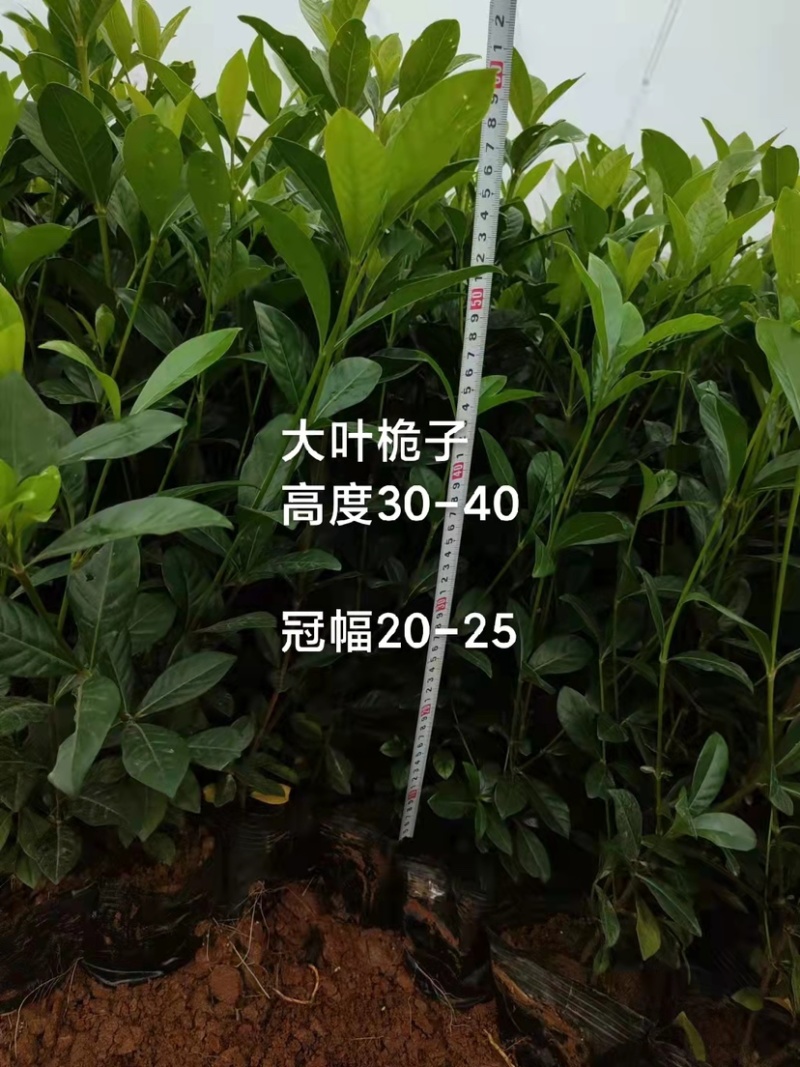 红叶石楠，春娟，龟甲冬青，法国冬青，满天星