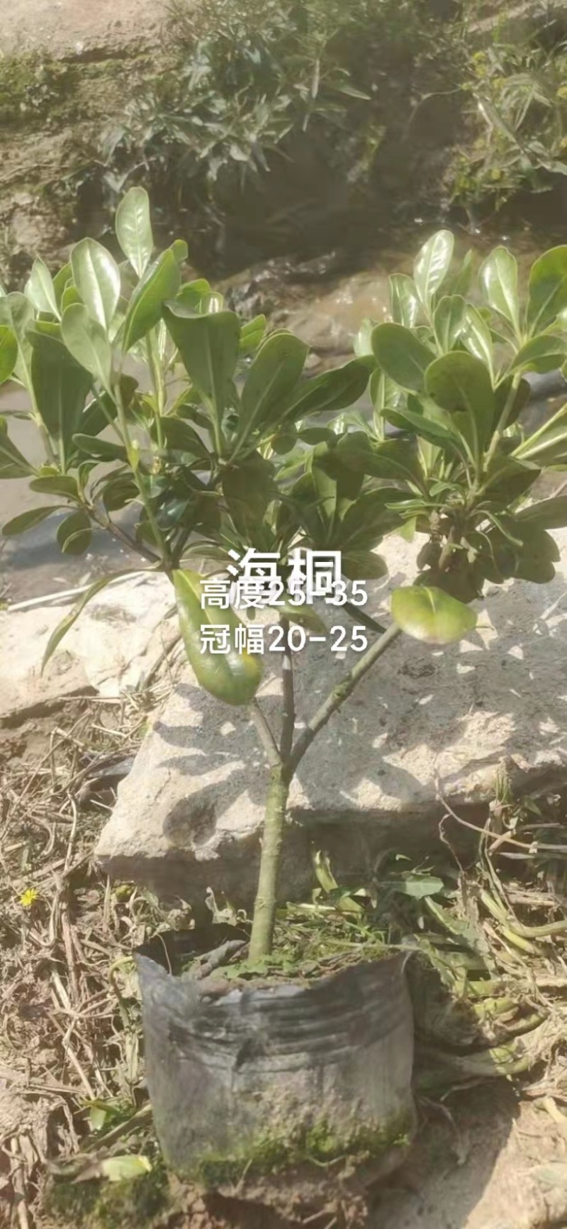 红叶石楠，春娟，龟甲冬青，法国冬青，满天星