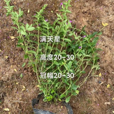 红叶石楠，春娟，龟甲冬青，法国冬青，满天星