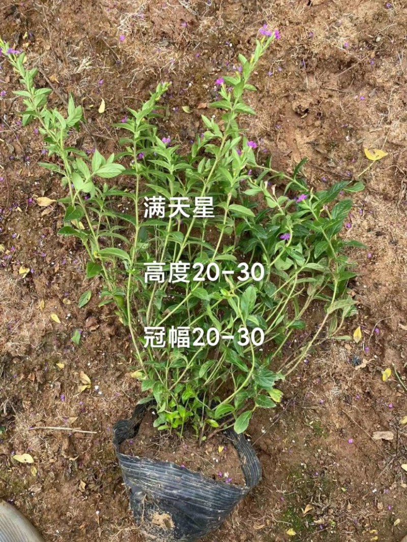 红叶石楠，春娟，龟甲冬青，法国冬青，满天星