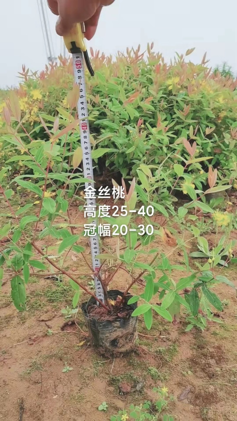 红叶石楠，春娟，龟甲冬青，法国冬青，满天星