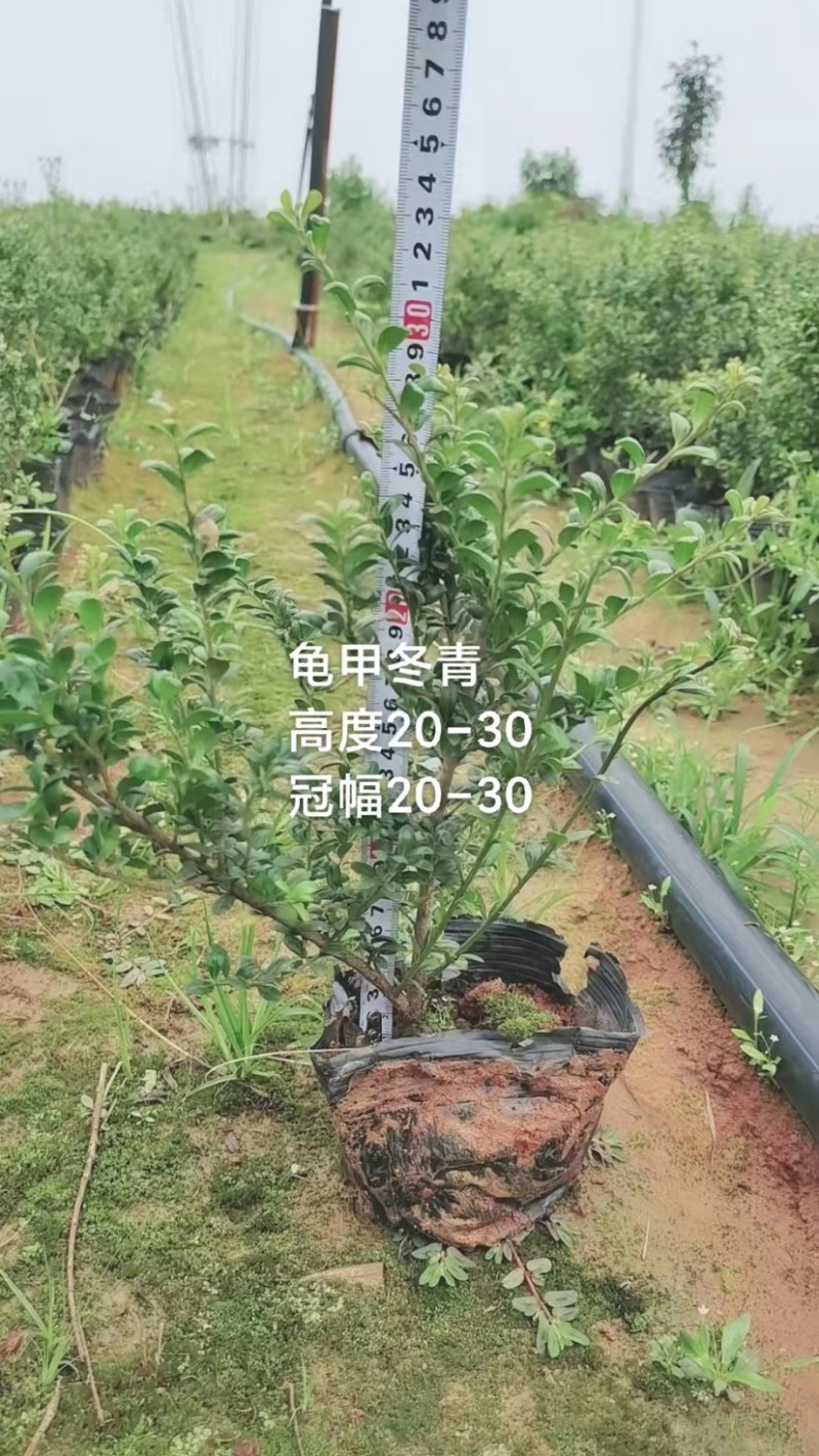红叶石楠，春娟，龟甲冬青，法国冬青，满天星