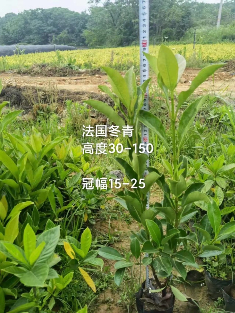 红叶石楠，春娟，龟甲冬青，法国冬青，满天星