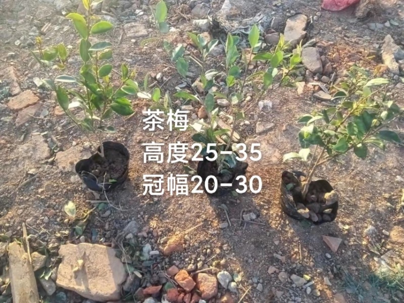 红叶石楠，春娟，龟甲冬青，法国冬青，满天星