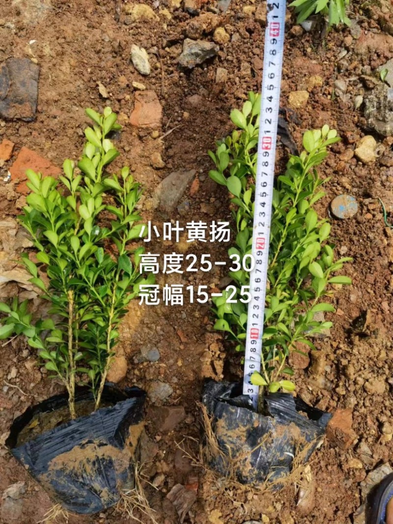 红叶石楠，春娟，龟甲冬青，法国冬青，满天星