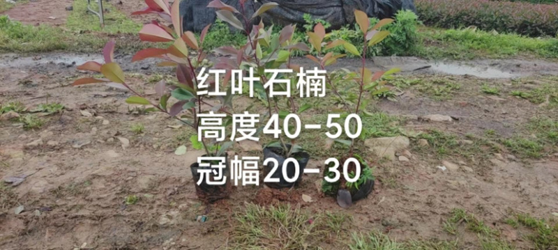红叶石楠，春娟，龟甲冬青，法国冬青，满天星