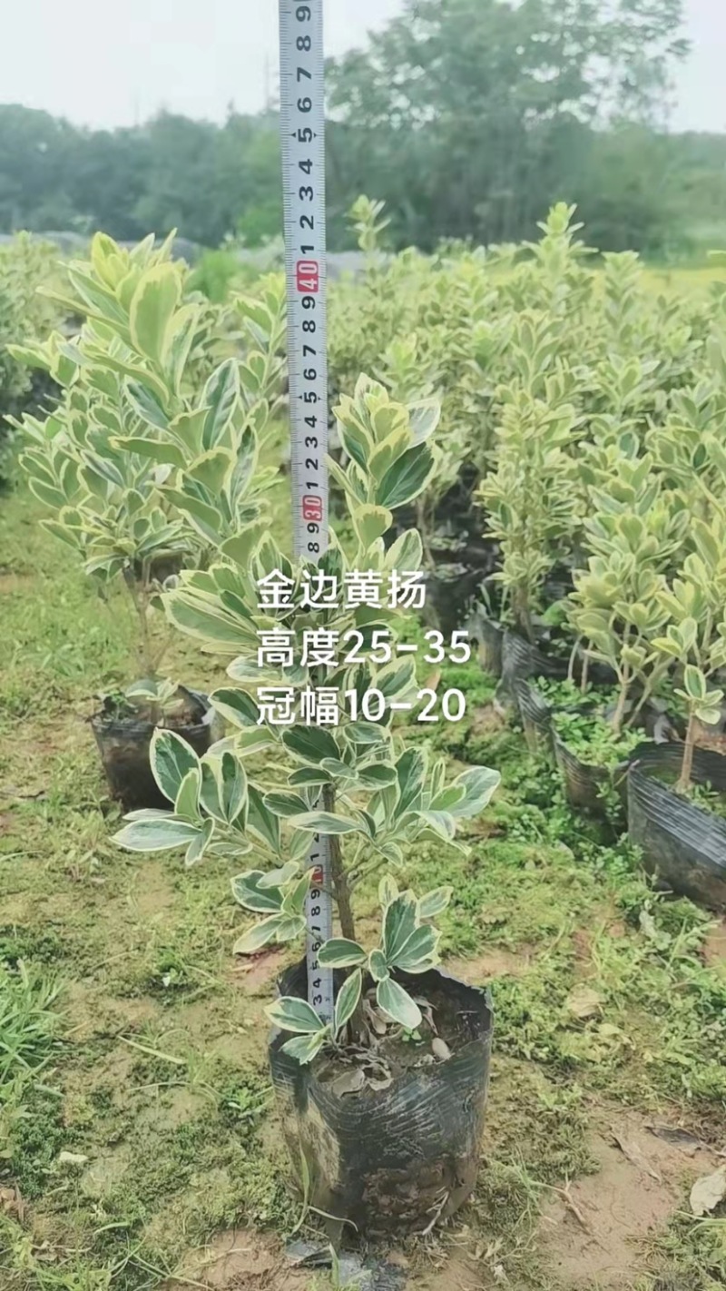 红叶石楠，春娟，龟甲冬青，法国冬青，满天星