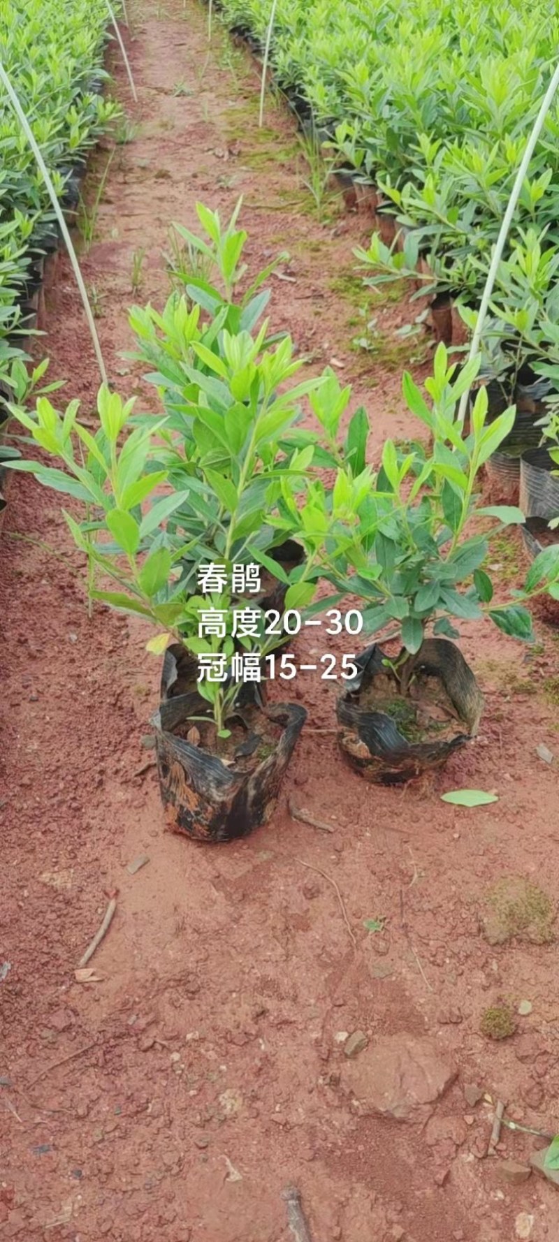红叶石楠，春娟，龟甲冬青，法国冬青，满天星