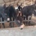 毛驴改良肉驴，德州驴肉驴养殖好品种改良肉驴苗