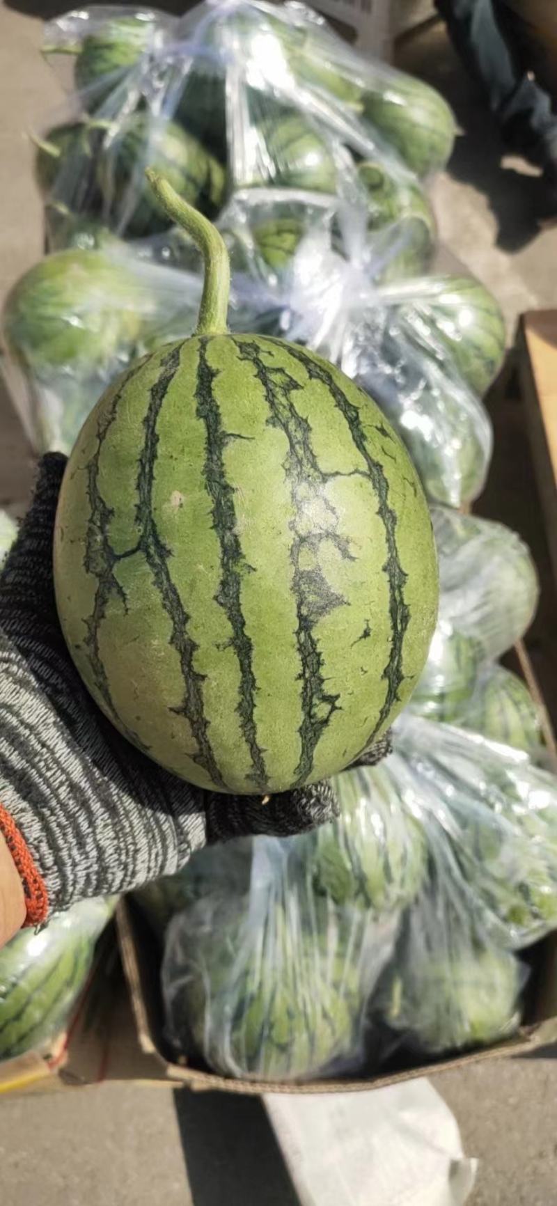 精品美都，8424一手货源，个大皮薄，口感脆甜，质量保证