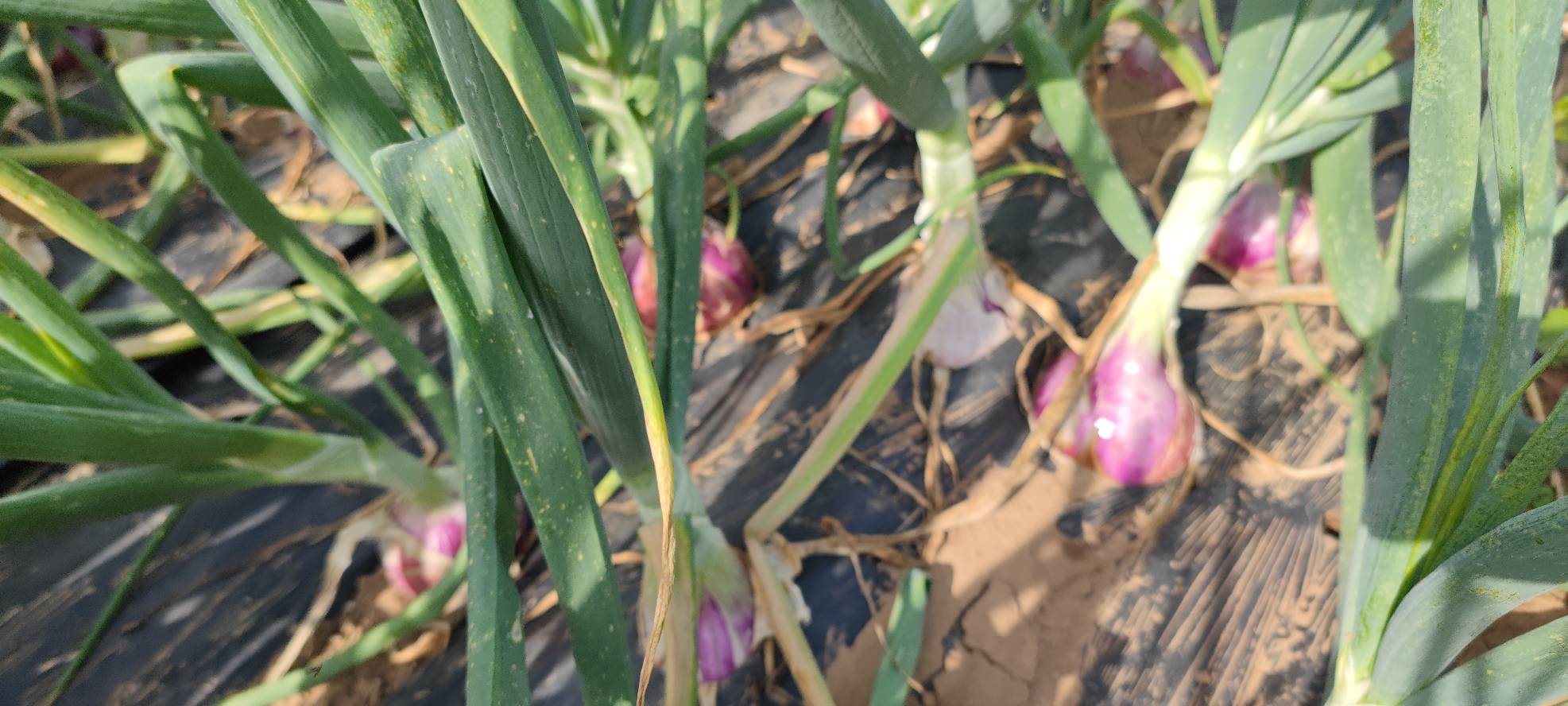 现代化包装车间内,工人正在操作自动分拣设备对红皮洋葱进行大小分级,传送带旁有质检人员抽检,包装箱上印有‘陕西红洋葱’地理标志字样,环境整洁明亮 陕西红洋葱分级包装车间