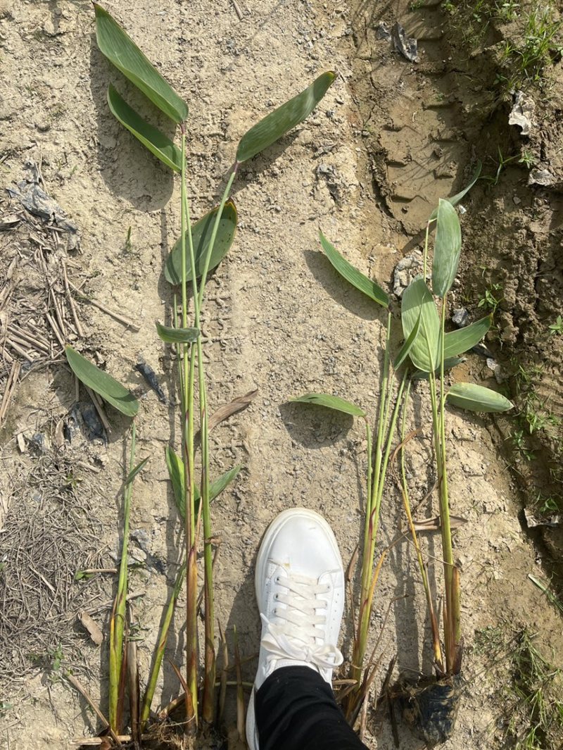 广东百草园基地再力花美人蕉千屈菜翠卢莉
