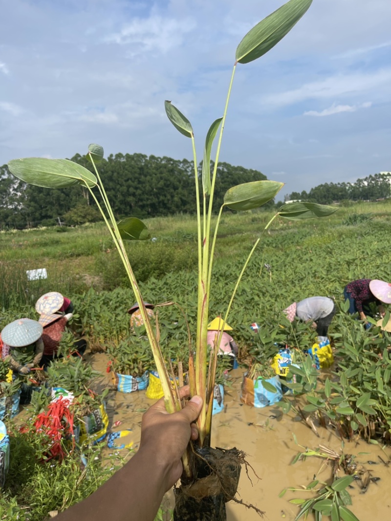 广东百草园基地再力花美人蕉千屈菜翠卢莉