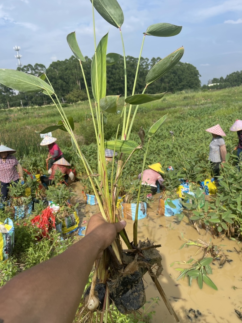 广东百草园基地再力花美人蕉千屈菜翠卢莉