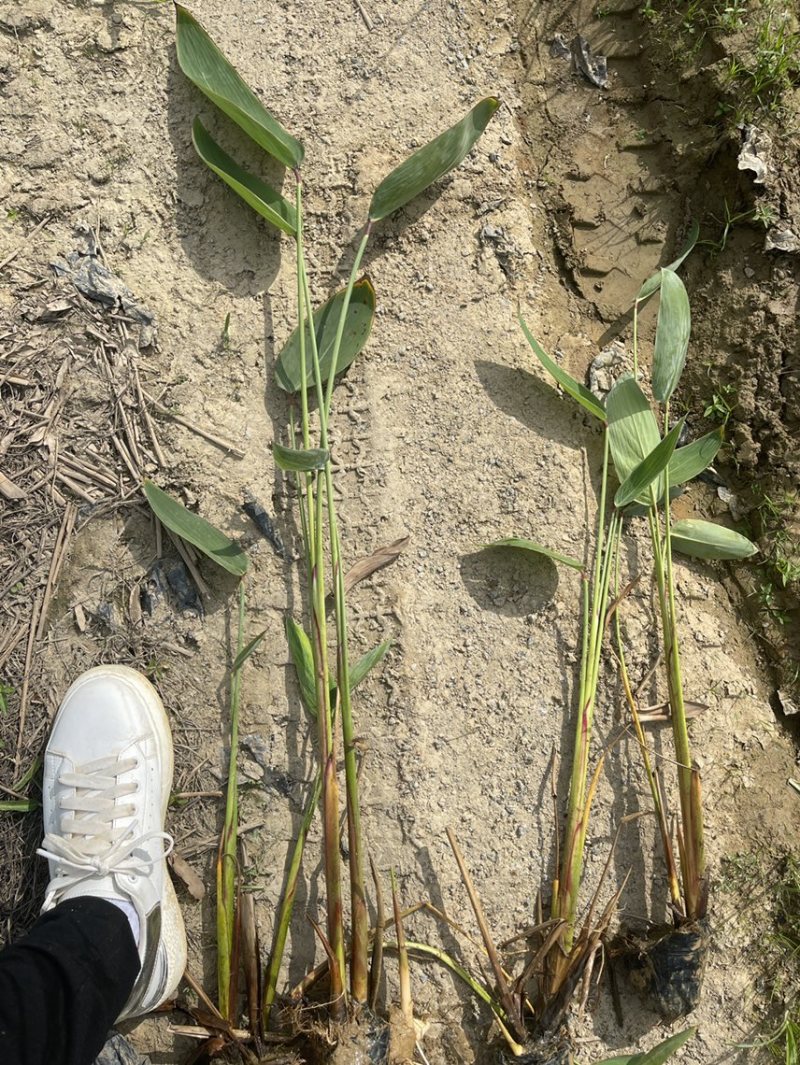 广东百草园基地再力花美人蕉千屈菜翠卢莉