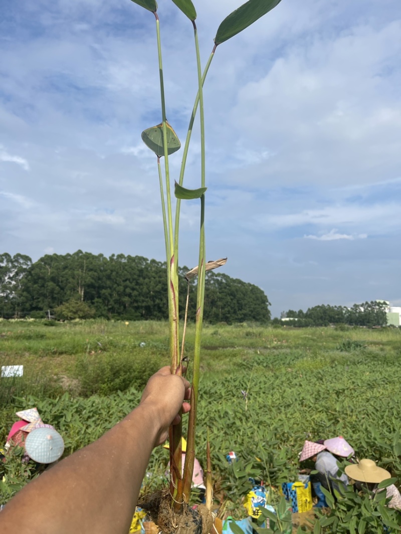 广东百草园基地再力花美人蕉千屈菜翠卢莉