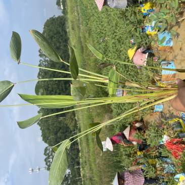 广东百草园基地再力花美人蕉千屈菜翠卢莉