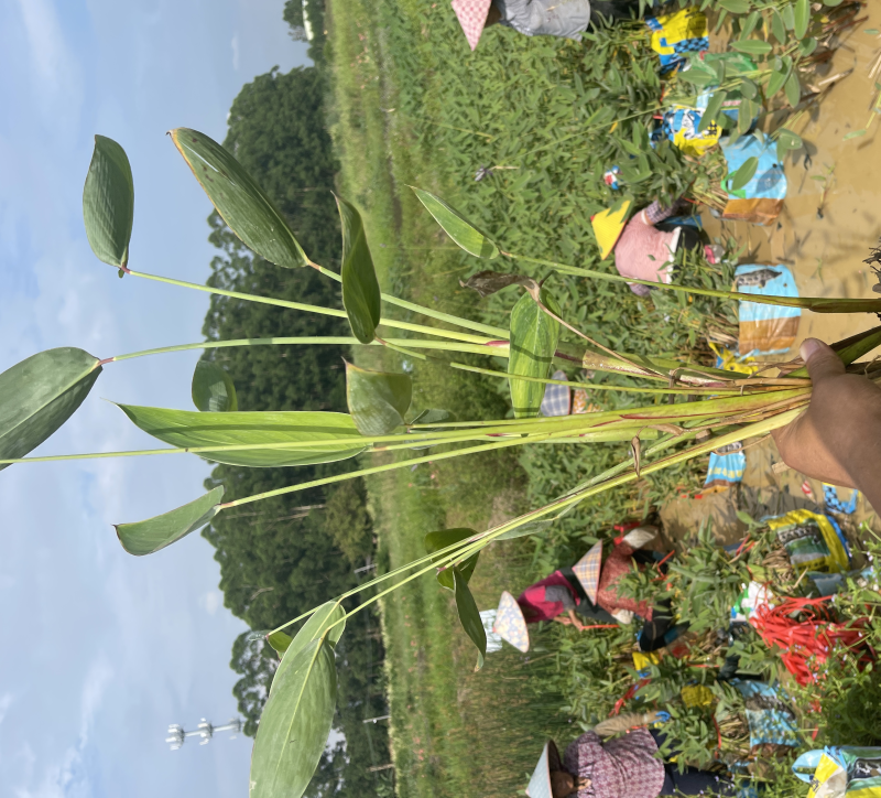 广东百草园基地再力花美人蕉千屈菜翠卢莉