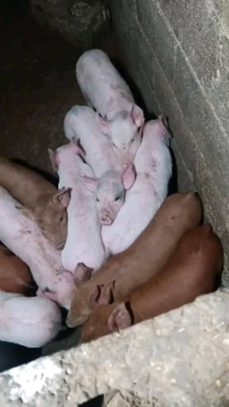 贵州本地小猪土杂猪良杂30斤到50斤精品小猪