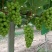 阳光玫瑰上市