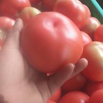 硬心西红柿