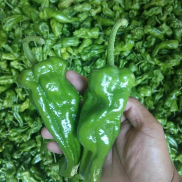 泡椒~巨无霸四号、苏椒五号~新苗，产地直发，支持各种包装