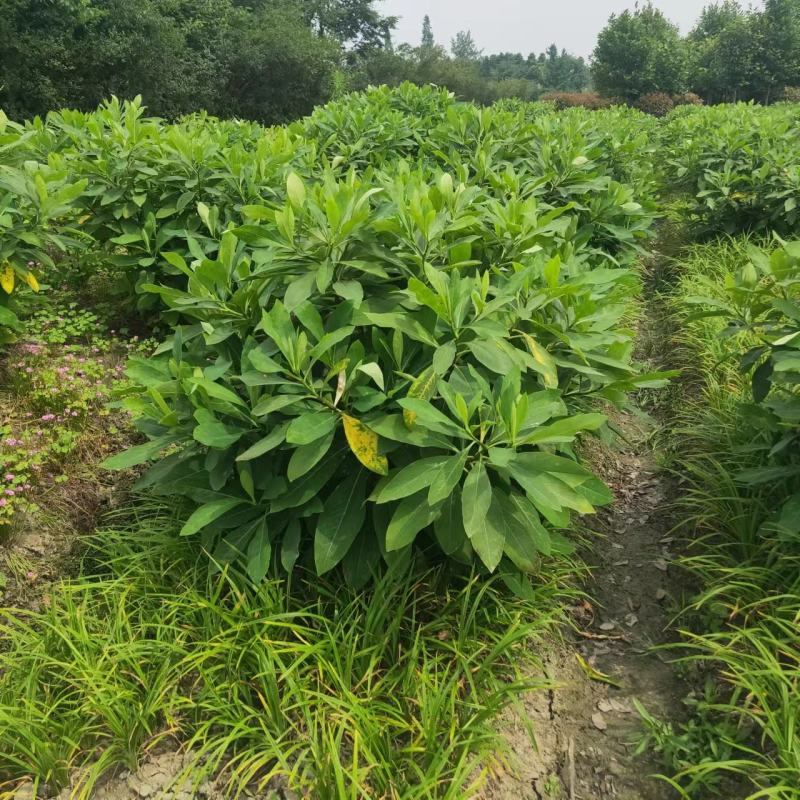 结香批发结香价格成都结香报价绿化工程苗木批发