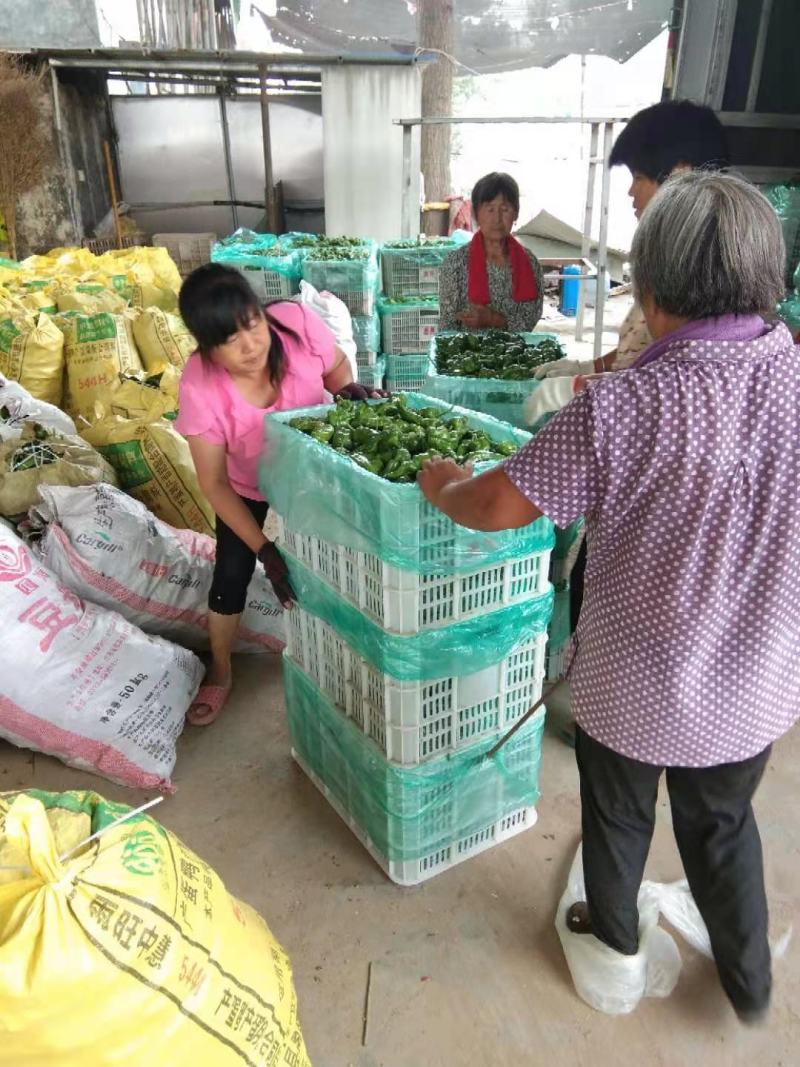 泡椒~巨无霸四号、苏椒五号~新苗，产地直发，支持各种包装