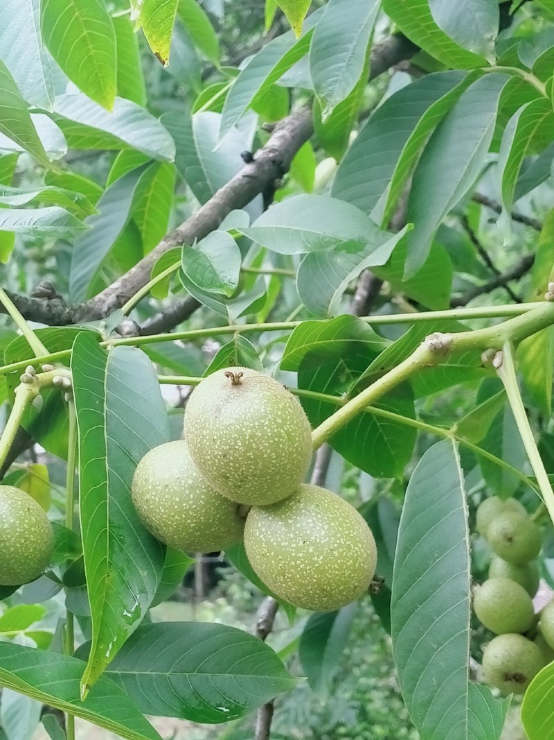 青皮核桃