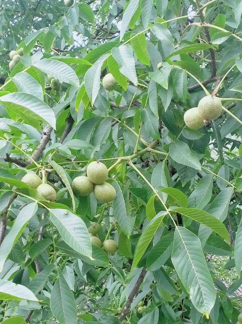 青皮核桃