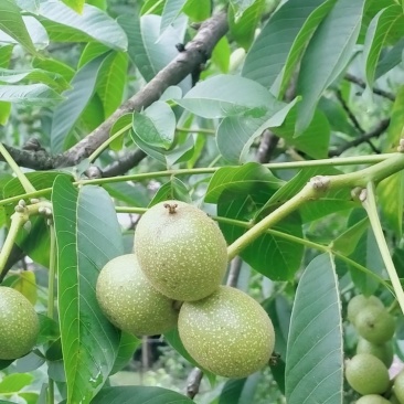 青皮核桃