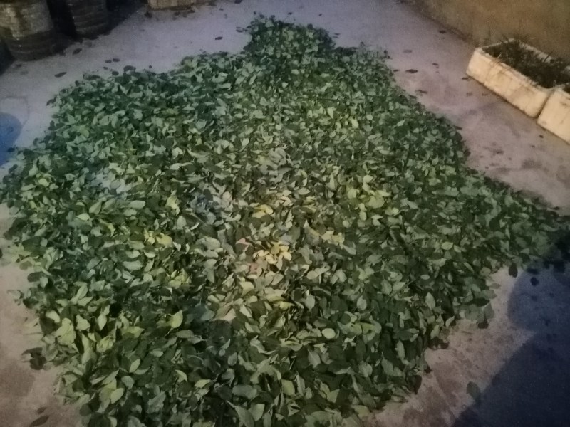 连翘叶是从山上摘的