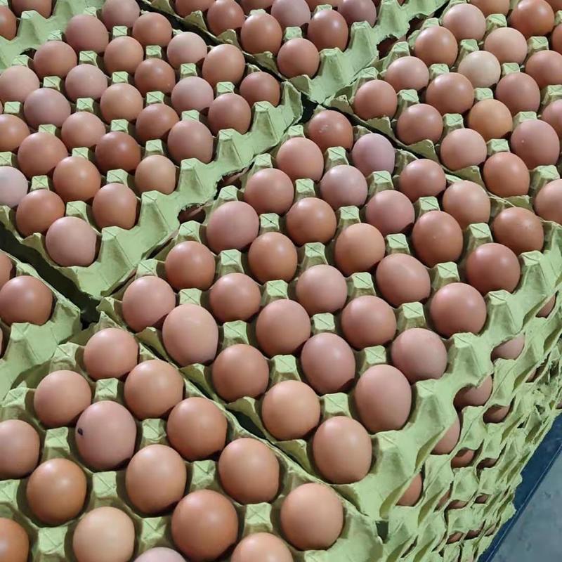 出售33/35红蛋日产500件