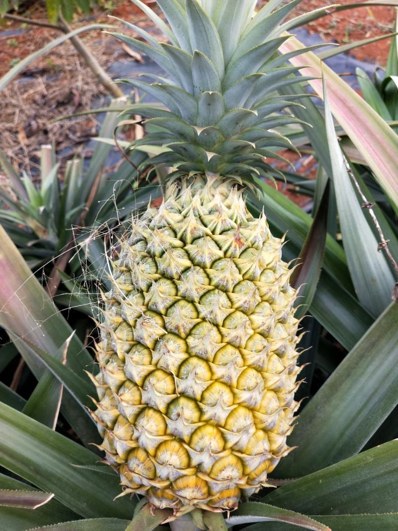 台农16号甜蜜蜜凤梨（菠萝），生态种植，口感甜脆！