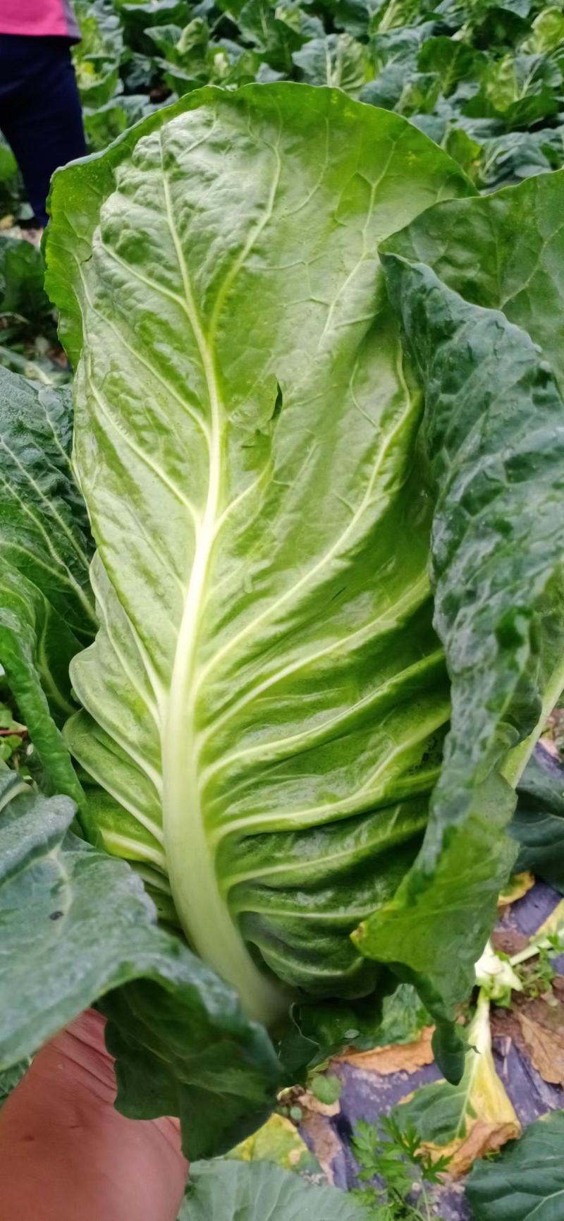 精品牛心菜
