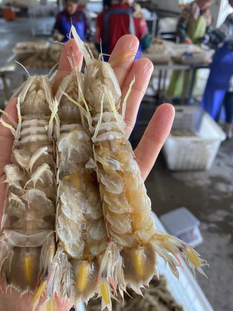 皮皮虾批发销售，厂家直销