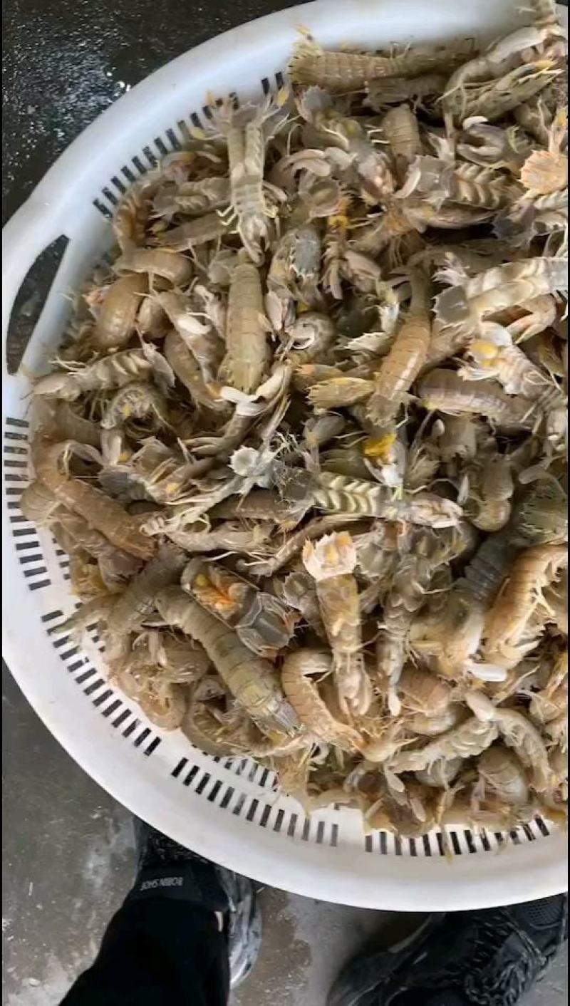 皮皮虾批发销售，厂家直销