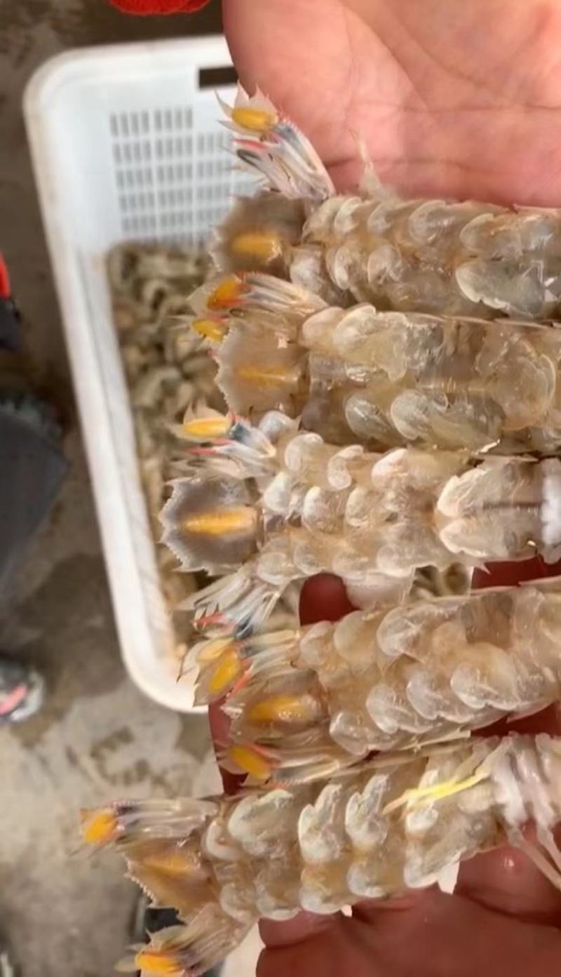 皮皮虾批发销售，厂家直销