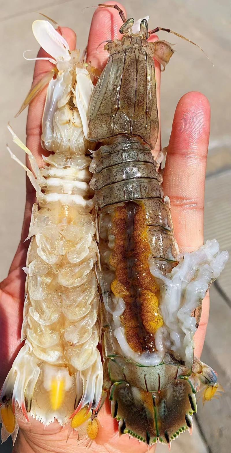 皮皮虾批发销售，厂家直销