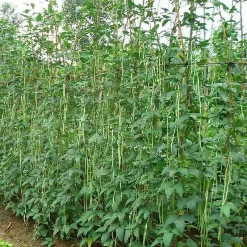 【好货推荐】豆角，安徽宿州青条豆角长豆角无虫欢迎咨询