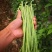 【好货推荐】豆角，安徽宿州青条豆角长豆角无虫欢迎咨询