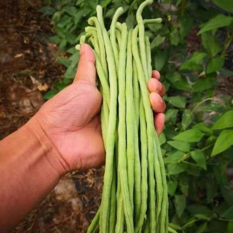 【好货推荐】豆角，安徽宿州青条豆角长豆角无虫欢迎咨询