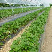 越秀草莓苗品种好价格优包技术包回收产量高