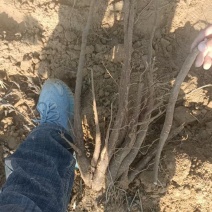 大量收购鲜白芍
