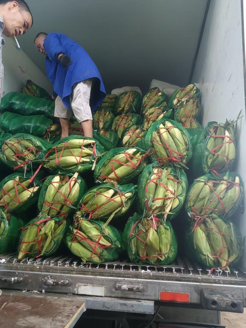 水果玉米现摘现发新鲜水果玉米脆甜电商玉米产地直发