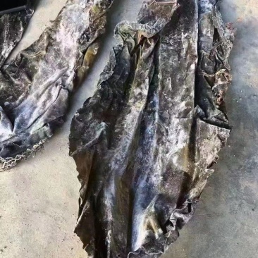 精品海带皮批发