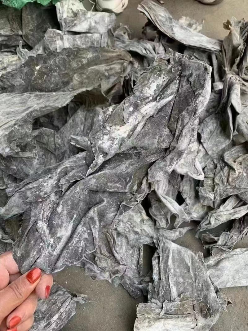 精品海带皮批发