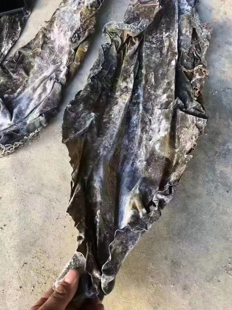 精品海带皮批发