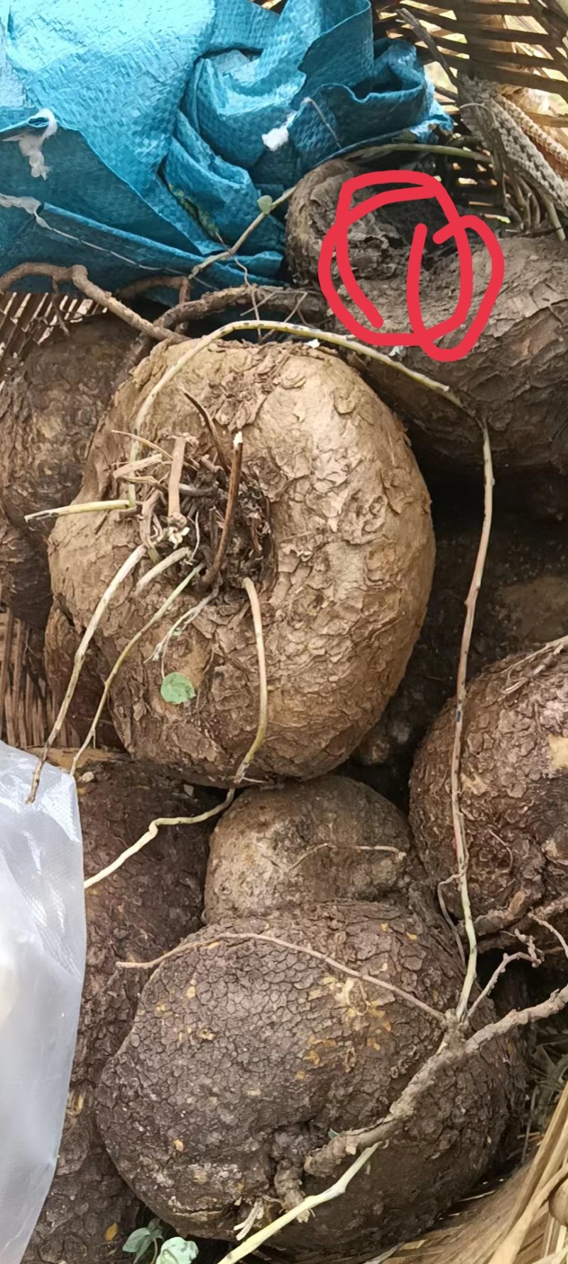 山乌龟红藤白心的各种规格大量出售需要购买联系